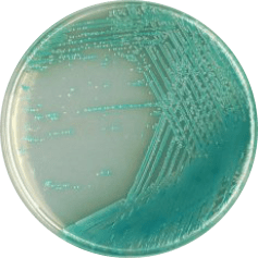 Каталог CHROMagar Pseudomonas - для выделения и определения видов Pseudomonas